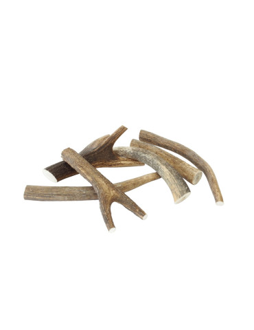 Ferribiella Chien Bois de Cerf