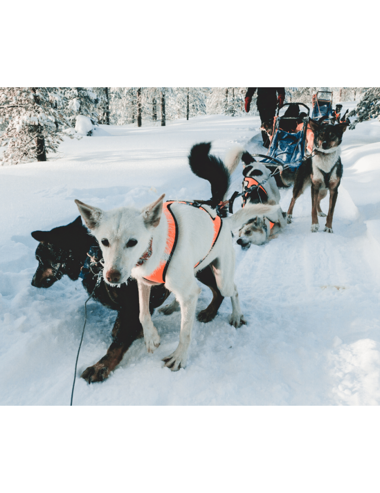 Greenheart chien Recoverymix