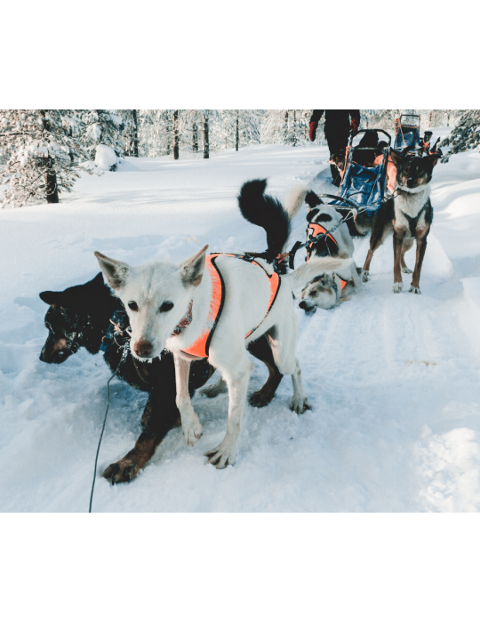 Greenheart chien Recoverymix