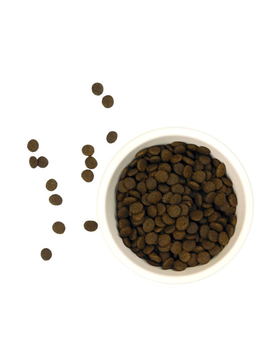 AATU Chat 85/15 Saumon