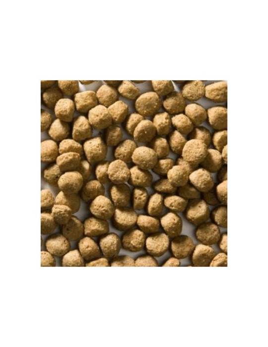 Greenheart Chien "Anti Allergy"