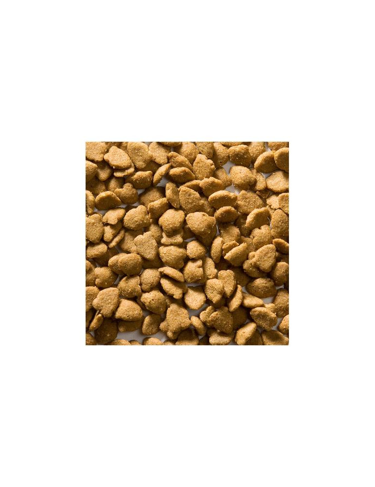 Greenheart chat Poisson et Riz
