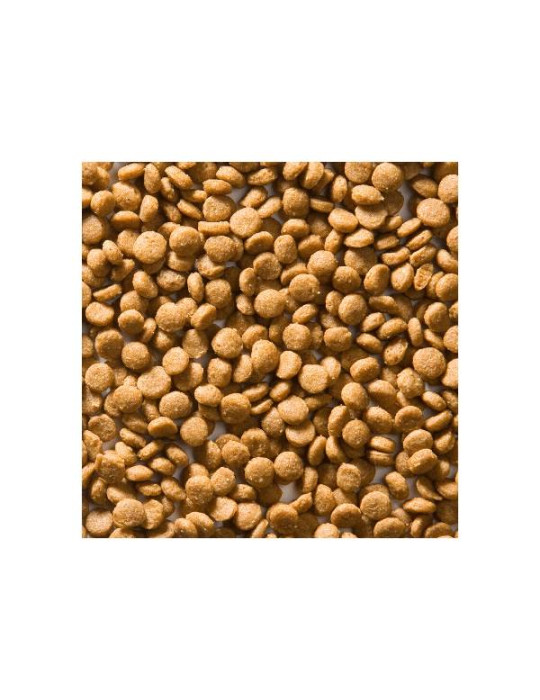 Greenheart Chat Kitten