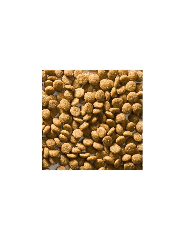 Greenheart chat Senior