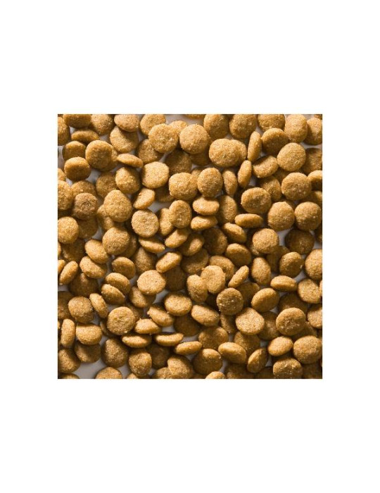 Greenheart chat Senior