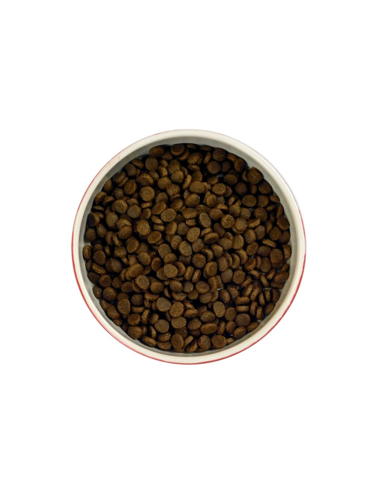 Meowing Heads Chat Saumon