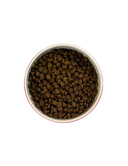 Meowing Heads Chat Saumon