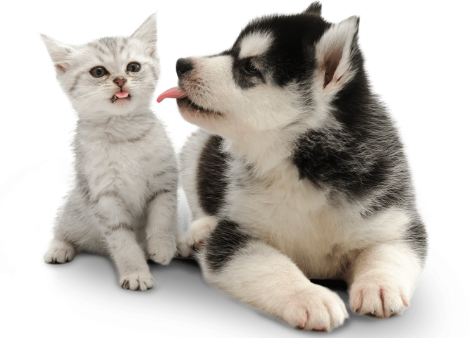 Aatu disponible pour chien et chat - super croquettes