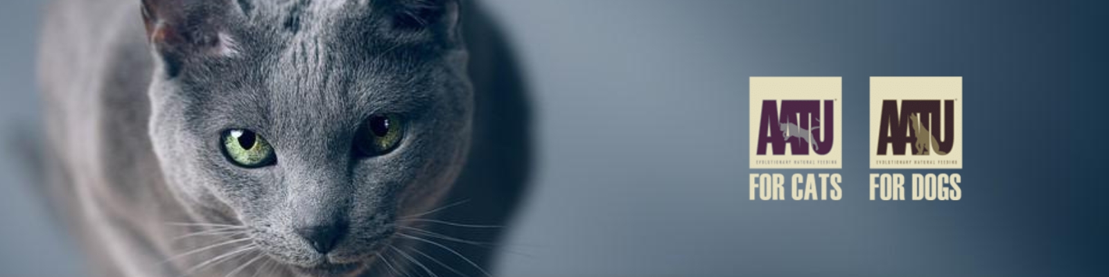 chat bleu russe sur la bannière de croquettes aatu - supercroquettes