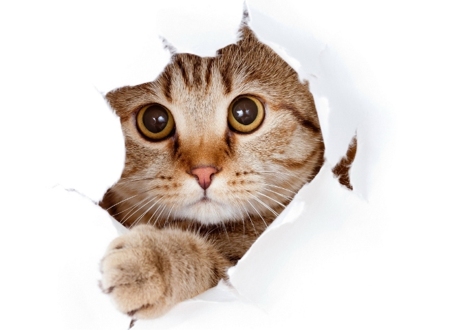 chat dans un trou de plumes