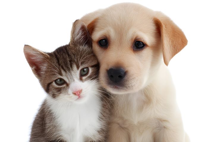 chaton et chiot_1 supercroquettes