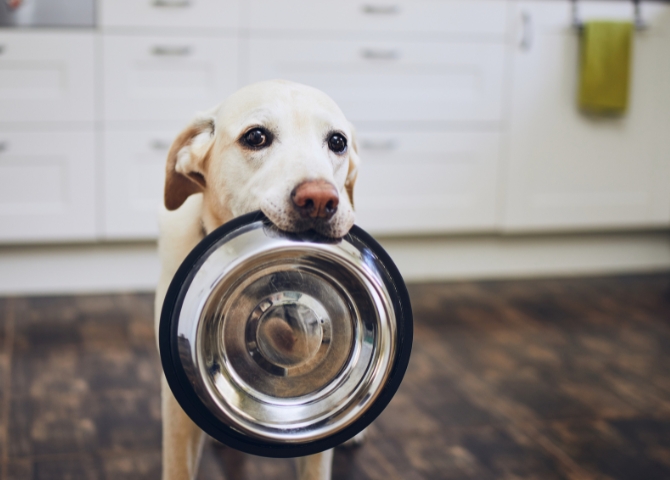 chien qui tient sa gamelle vide dans la gueuele - supercroquettes