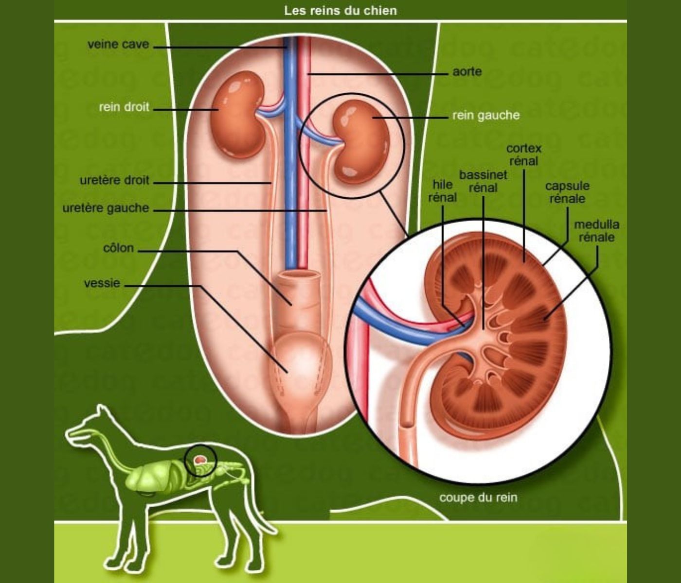 Les reins du chien