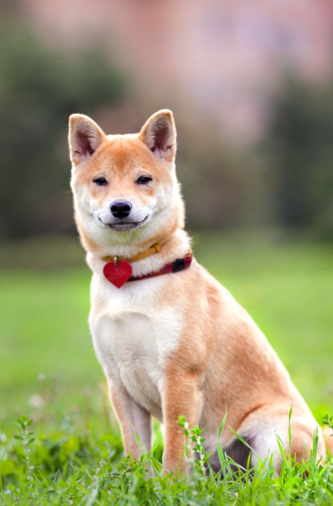 Alimentation du Shiba Inu avec croquettes et friandises adaptées à sa race