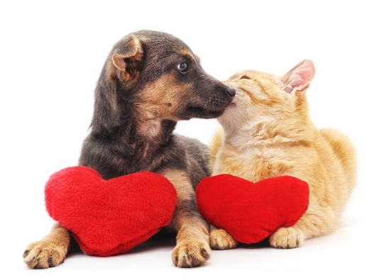 croq'friends chient et chat avec coussins en forem de coeur rouge - supercroquettes
