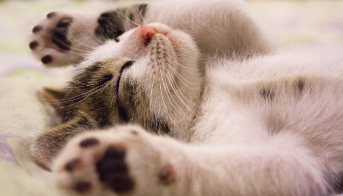Chat mignon supercroquettes