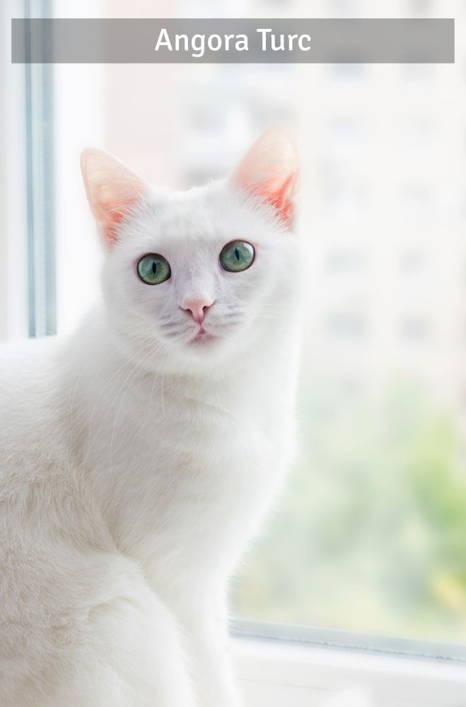 Angora turc - Super Croquettes
