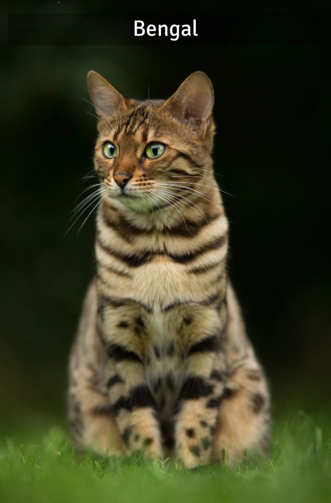 Bengal - Super Croquettes
