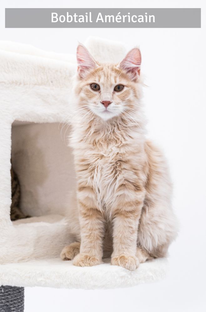 Bobtail Américain - Super Croquettes