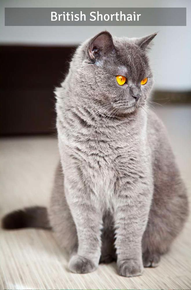 British Shorthair - Super Croquettes