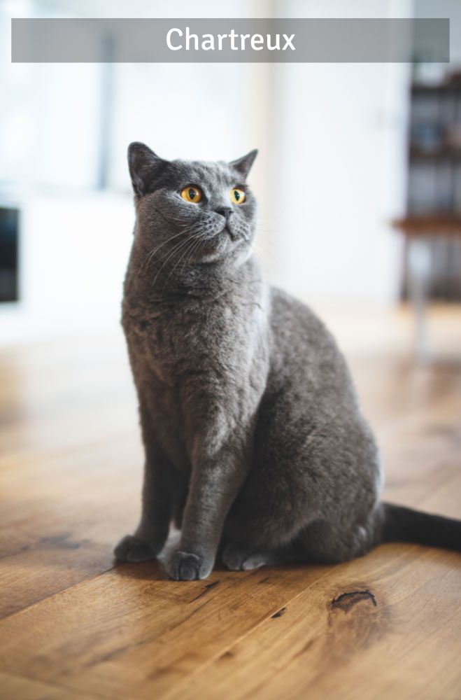 Chartreux - Super Croquettes