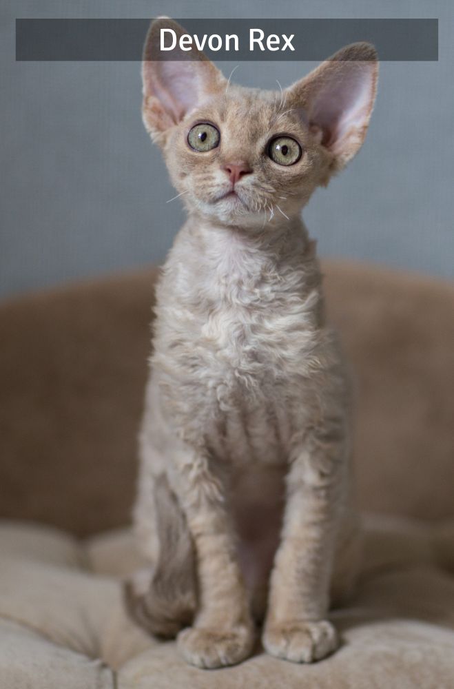 DEVON REX