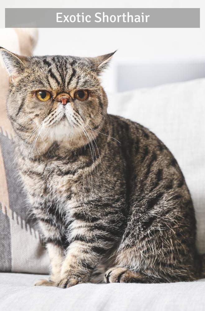 Exotic Shorthair - Super Croquettes