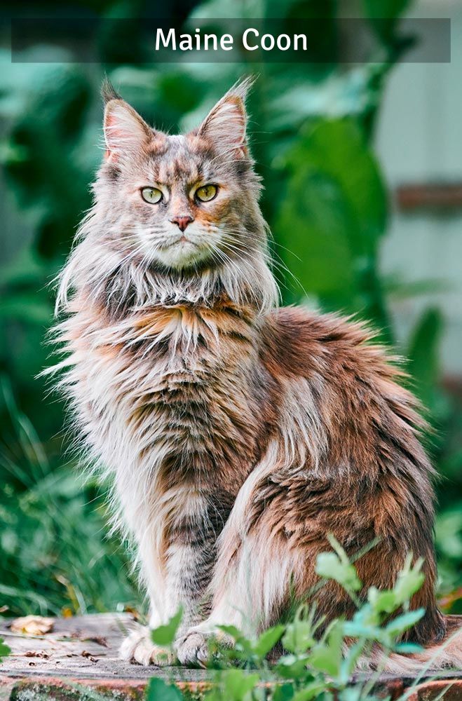 Maine Coon - Super Croquettes