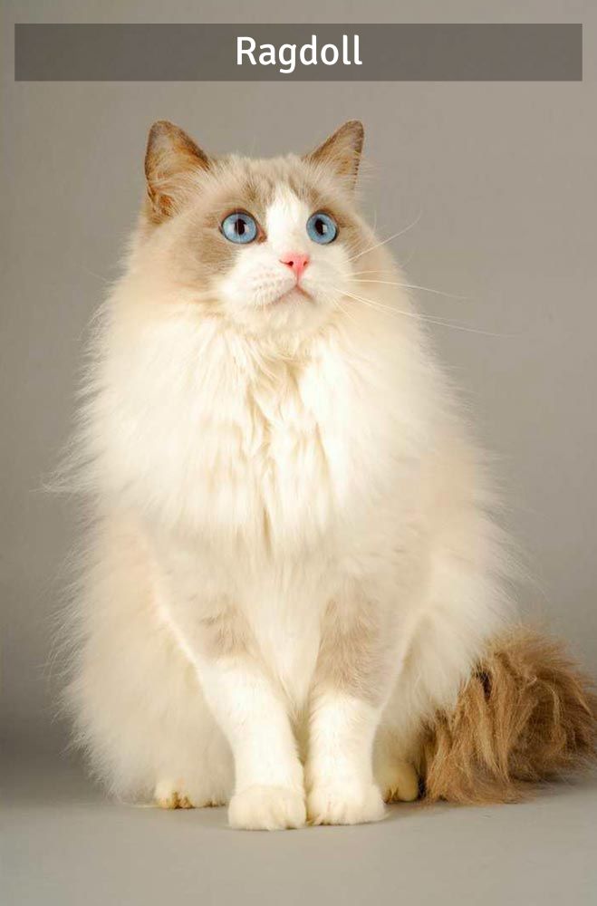 Ragdoll - Super Croquettes