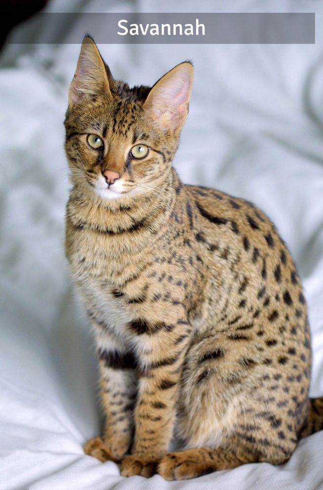Savannah - Super Croquettes