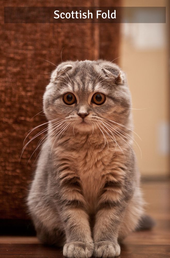 Scottish Fold - Super Croquettes