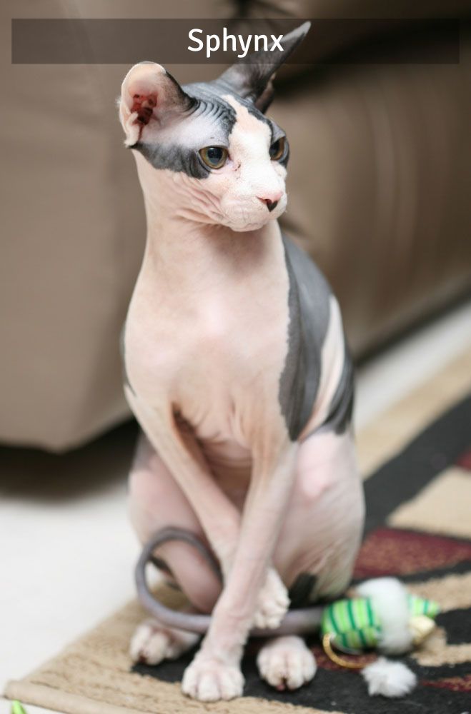 Sphynx - Super Croquettes