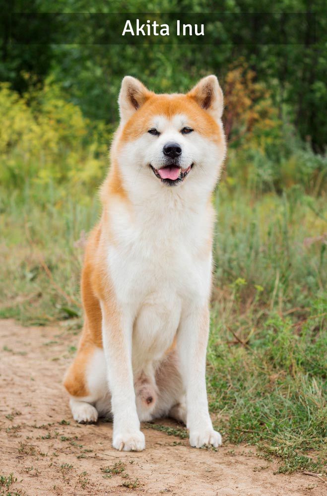 Akita Inu - Super Croquettes