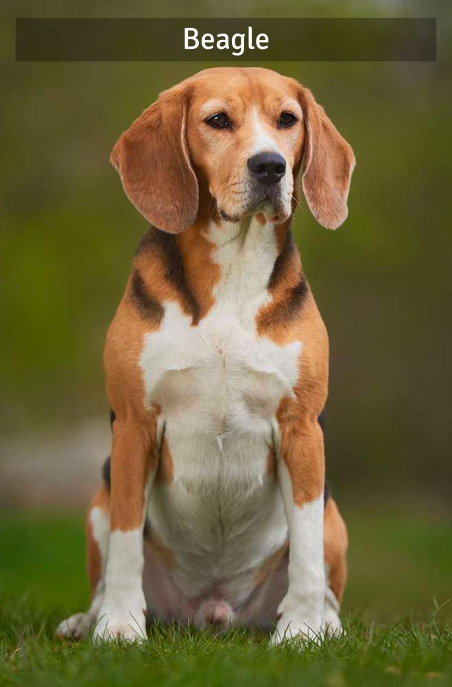 Beagle - Super Croquettes