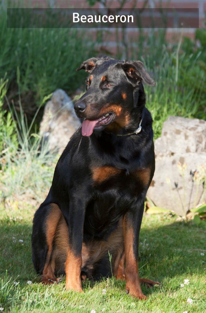 Beauceron - Super Croquettes