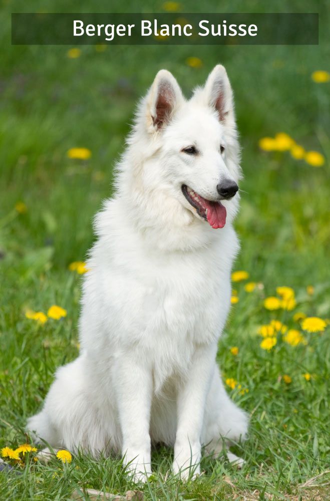 Berger Blanc Suisse - Super Croquettes