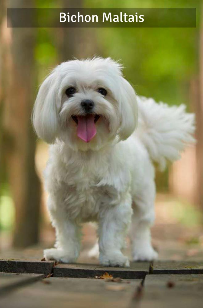 Bichon Maltais - Super Croquettes