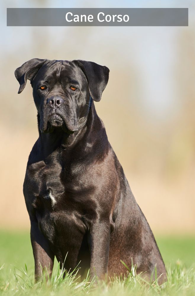 https://www.supercroquettes.com/content/90-cane-corso