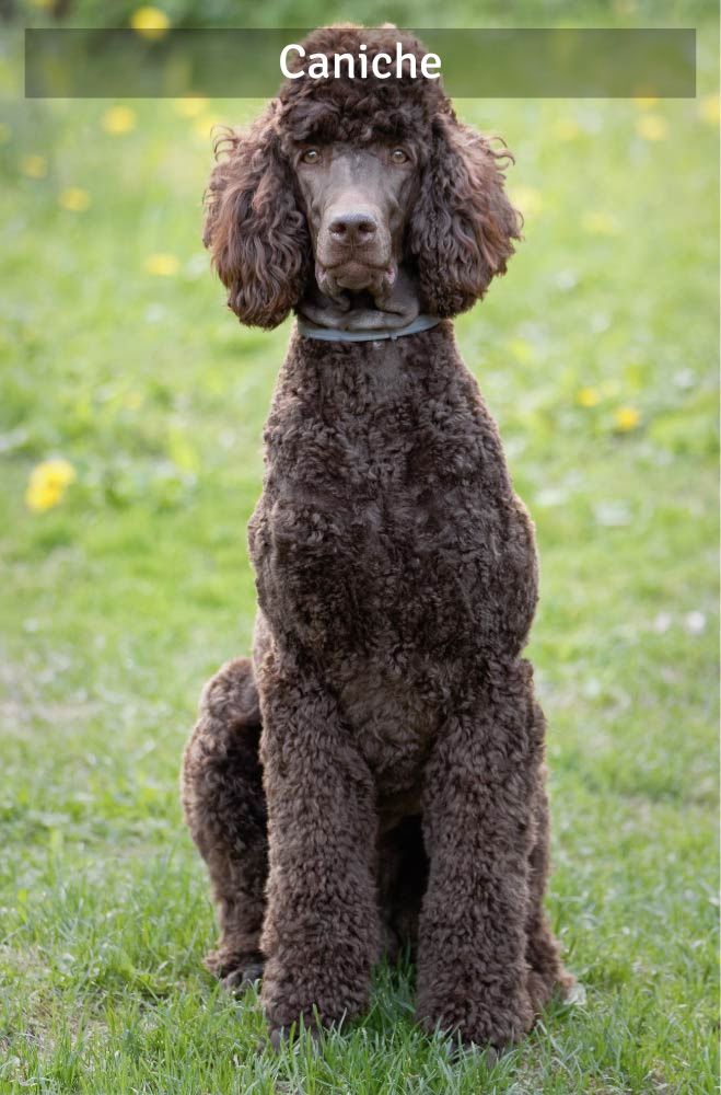Caniche - Super Croquettes