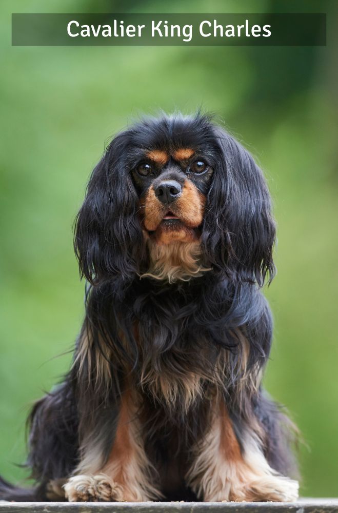 Cavalier King Charles - Super Croquettes
