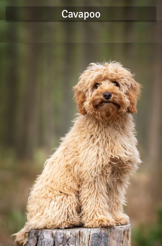 Cavapoo - Super Croquettes