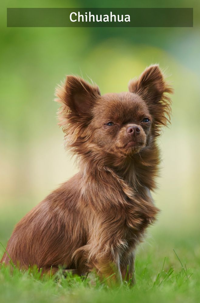 Chihuahua - Super Croquettes