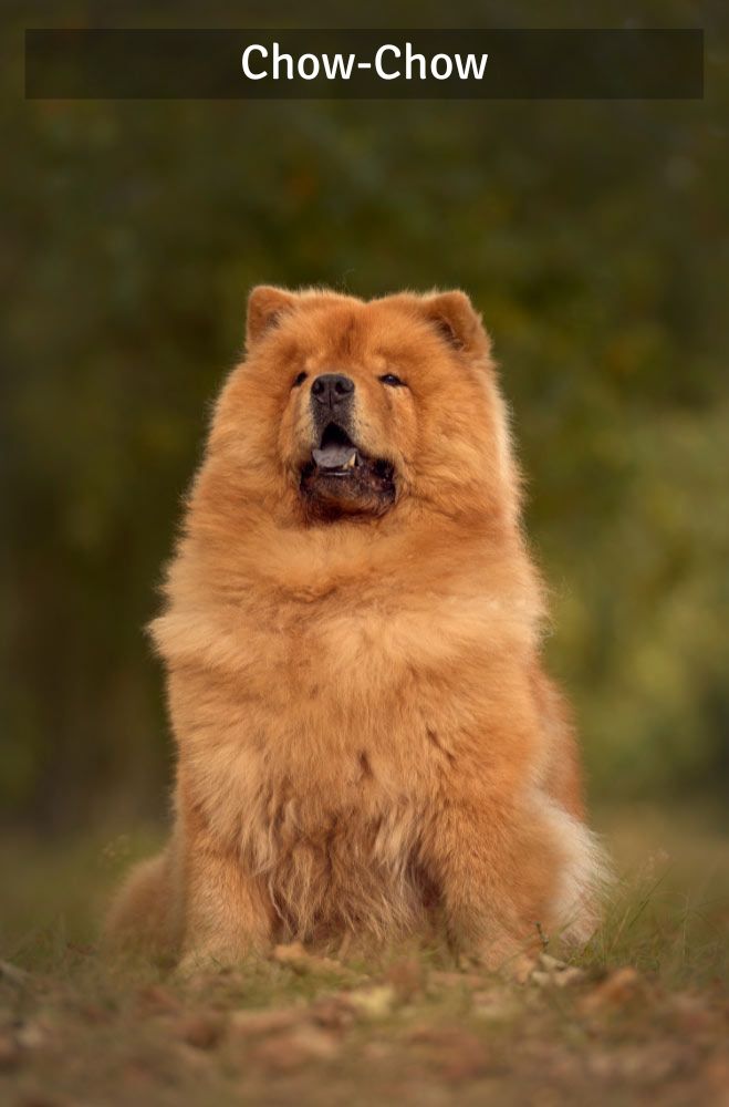 Chow Chow - Super Croquettes