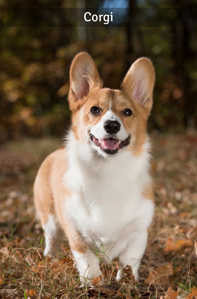 Corgi - Super Croquettes
