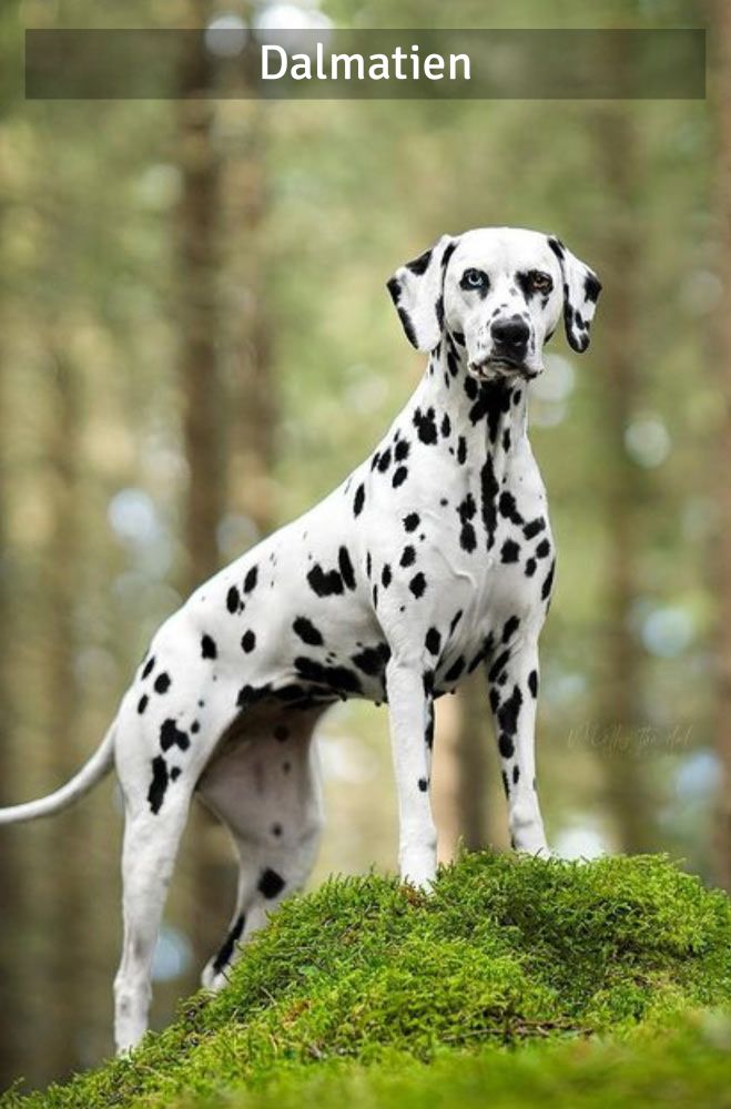 Dalmatien - Super Croquettes