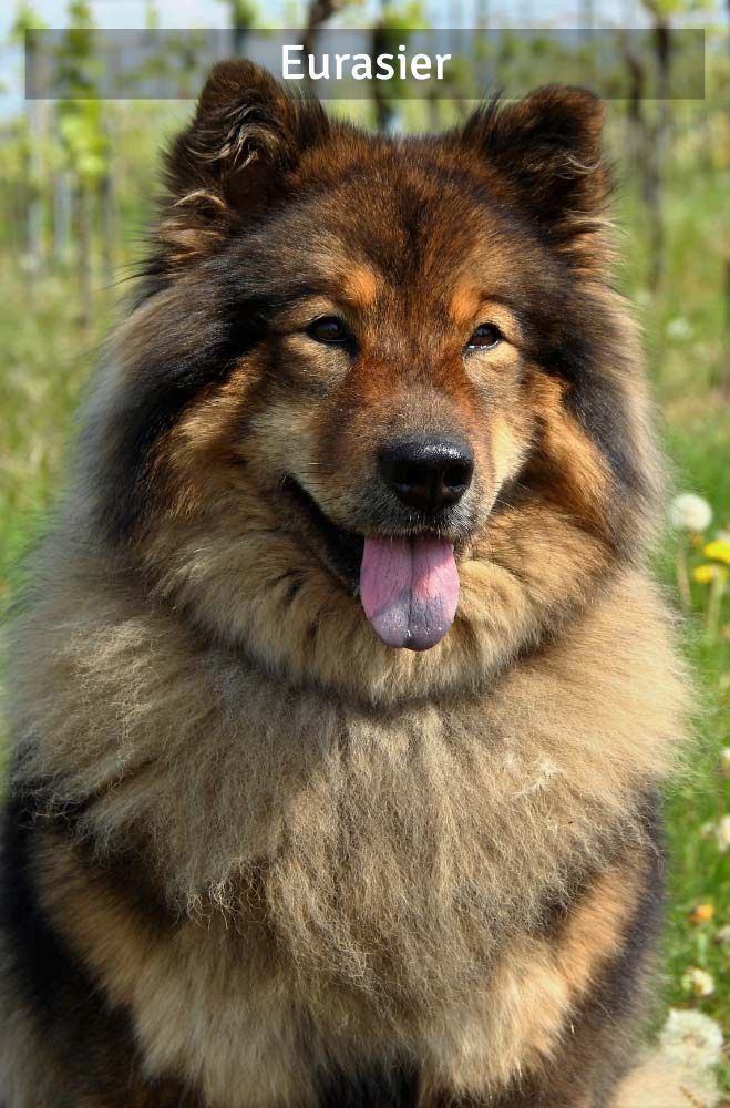 Eurasier - Super Croquettes