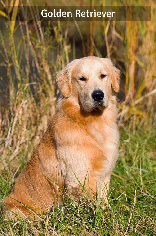 Golden Retriever - Super Croquettes
