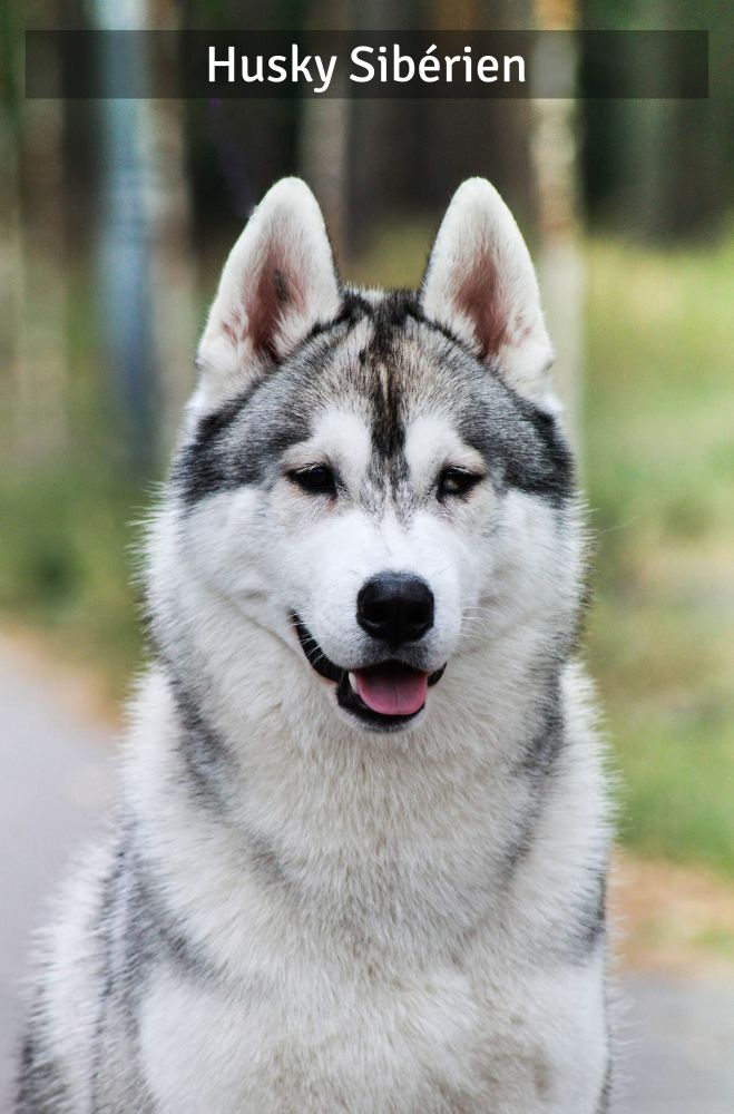 https://www.supercroquettes.com/content/91-alimentation-husky-siberien