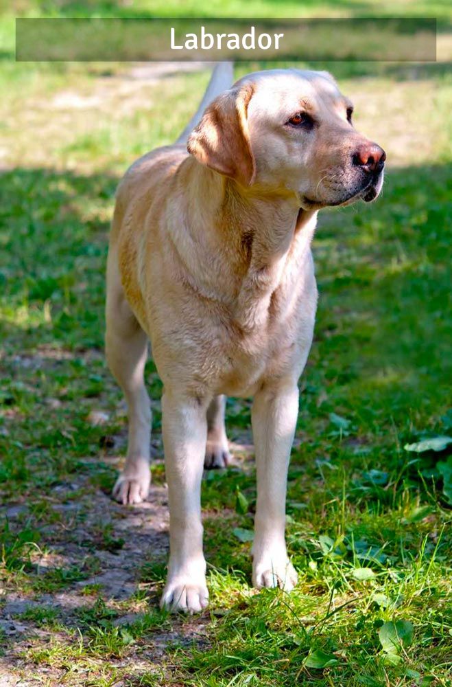Labrador - Super Croquettes