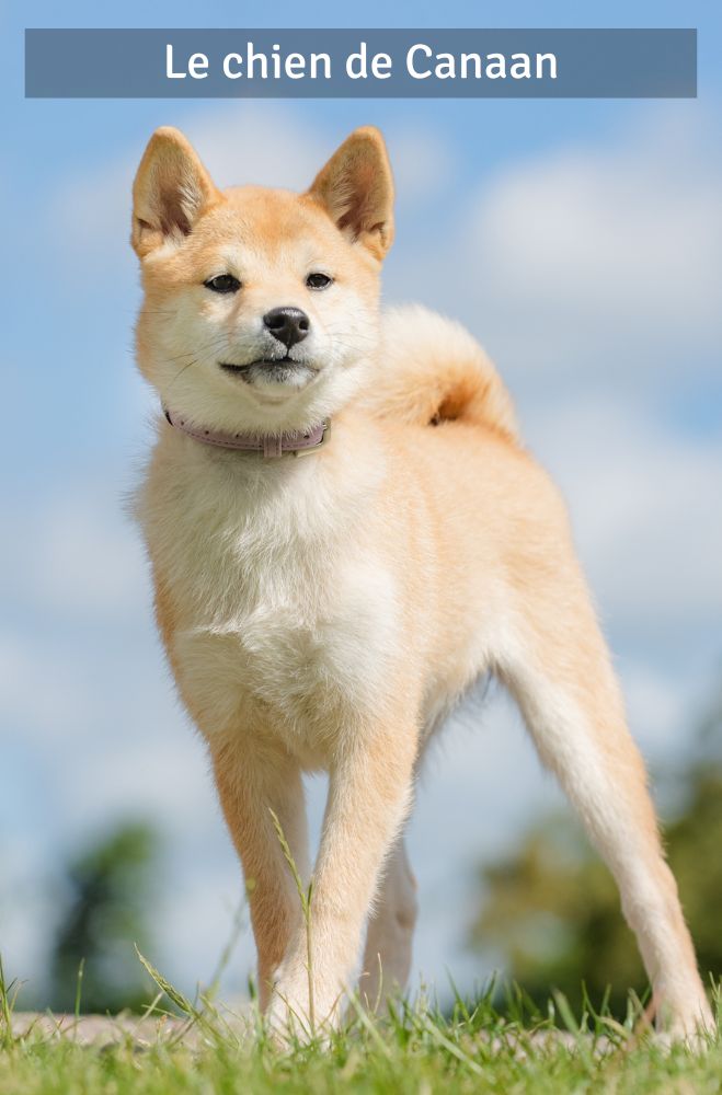Le chien du Canaan - Super Croquettes